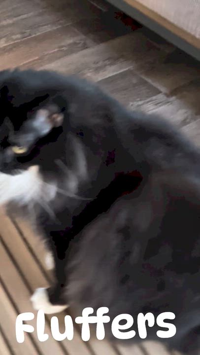Enlarge Fluffers, a Adoptable Domestic Long Hair in Sonoita, AZ video 4/6