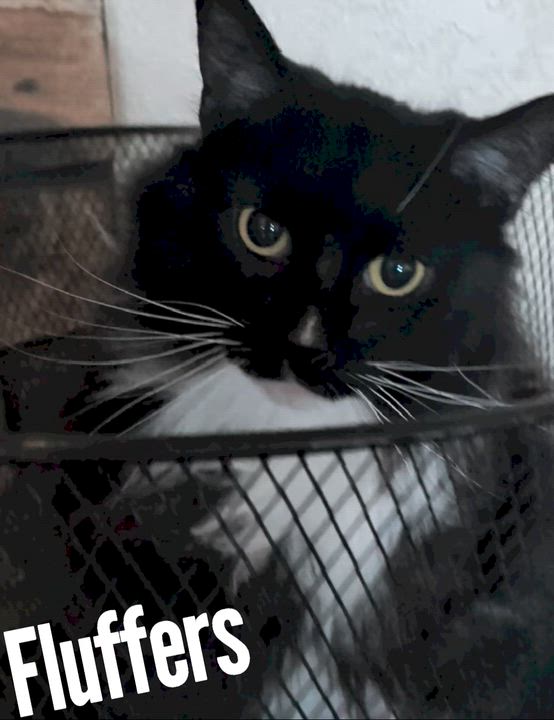 Enlarge Fluffers, a Adoptable Domestic Long Hair in Sonoita, AZ video 5/6