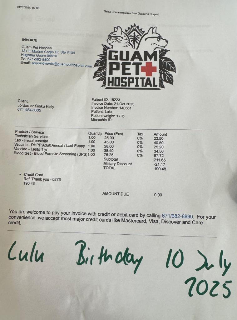 Lulu “the love bug”, a Adoptable mixed breed in Mangilao, GU image 1/4