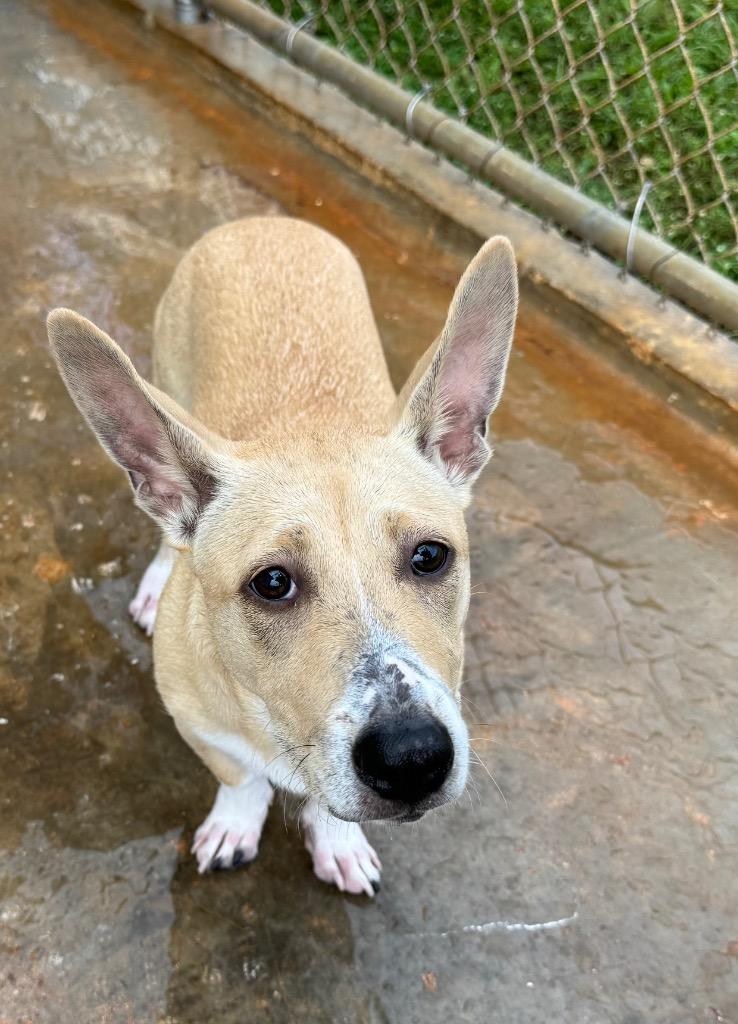 Lulu “the love bug”, a Adoptable mixed breed in Mangilao, GU image 3/4