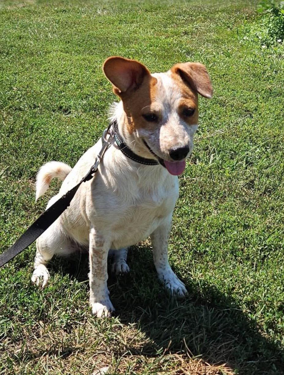 Eunice, Adoptable, Young Female Beagle & Basset Hound.