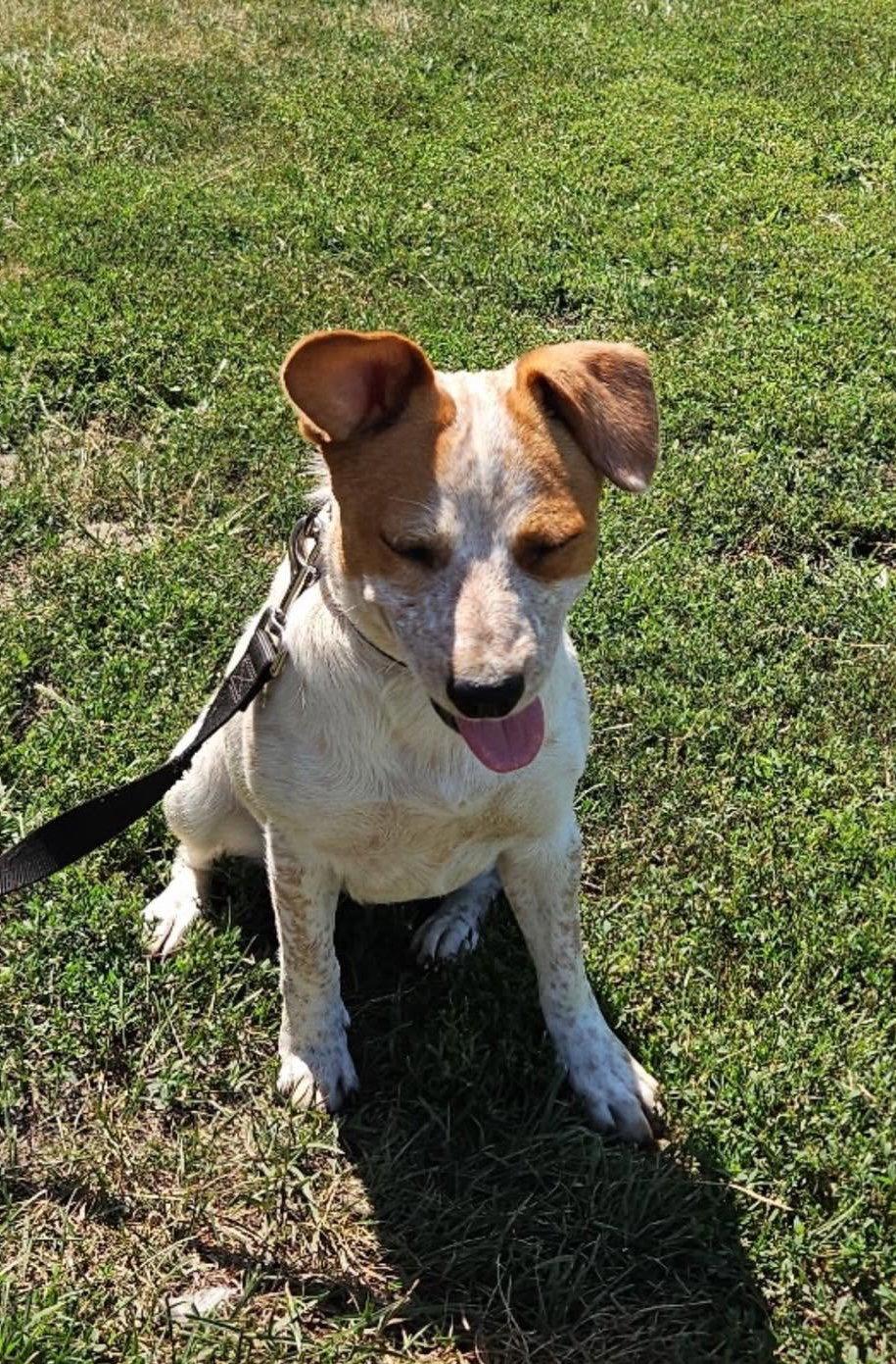 Enlarge Eunice, a Adoptable mixed breed in Ashville, OH image 2/3