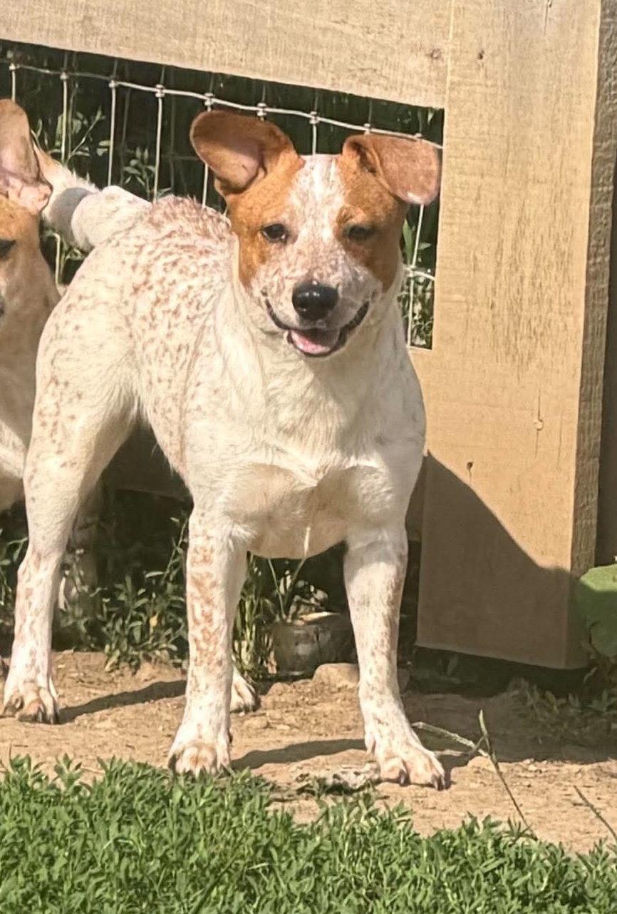 Enlarge Eunice, a Adoptable mixed breed in Ashville, OH image 3/3