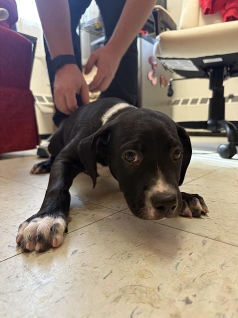 Enlarge MINI TIPPER, a Adoptable mixed breed in Brewster, MA image 1/1