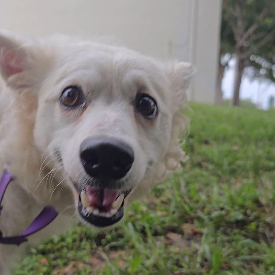 Violet, a Adoptable Eskimo Dog in Lauderhill, FL image 2/2