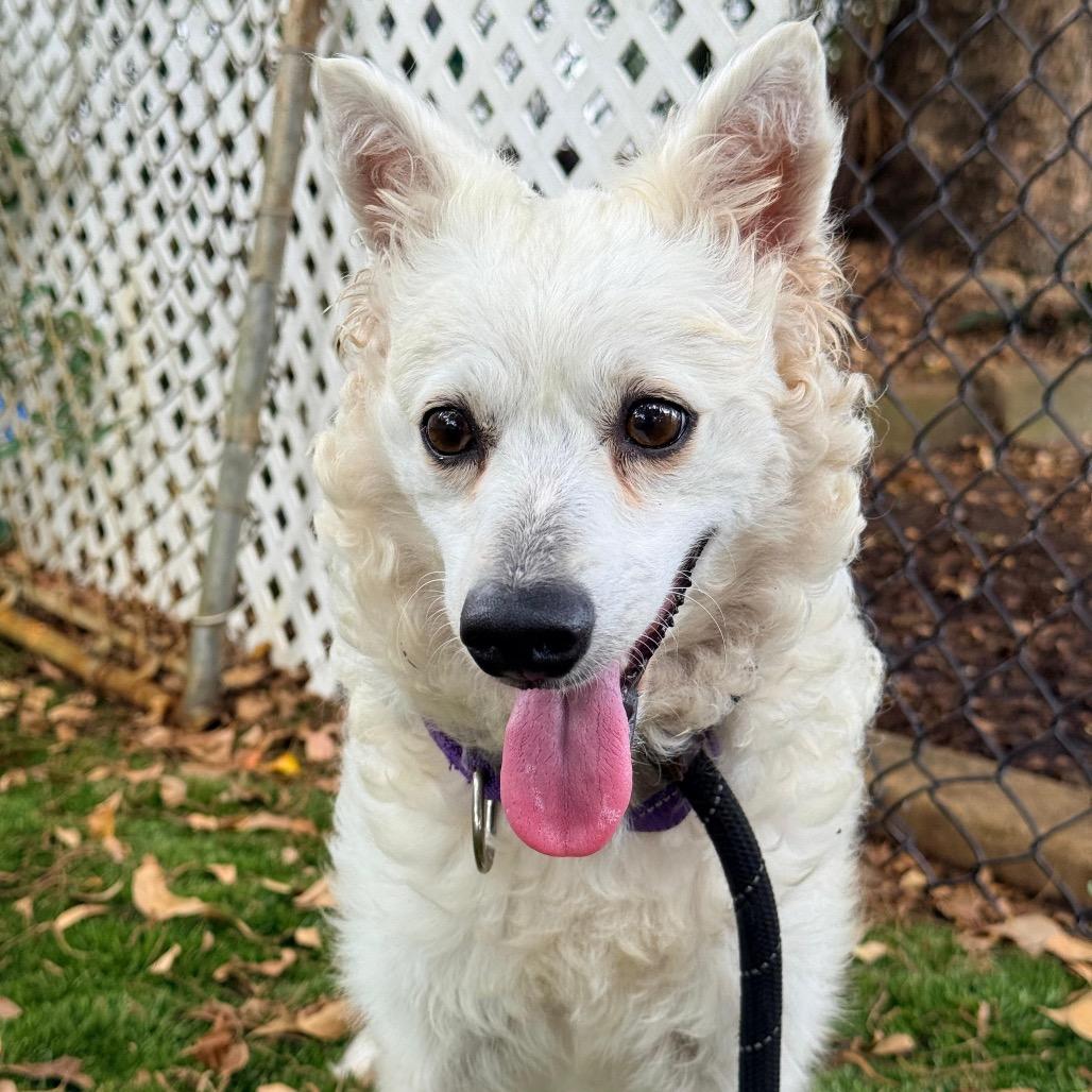 Violet, Adoptable, Adult Female Eskimo Dog.