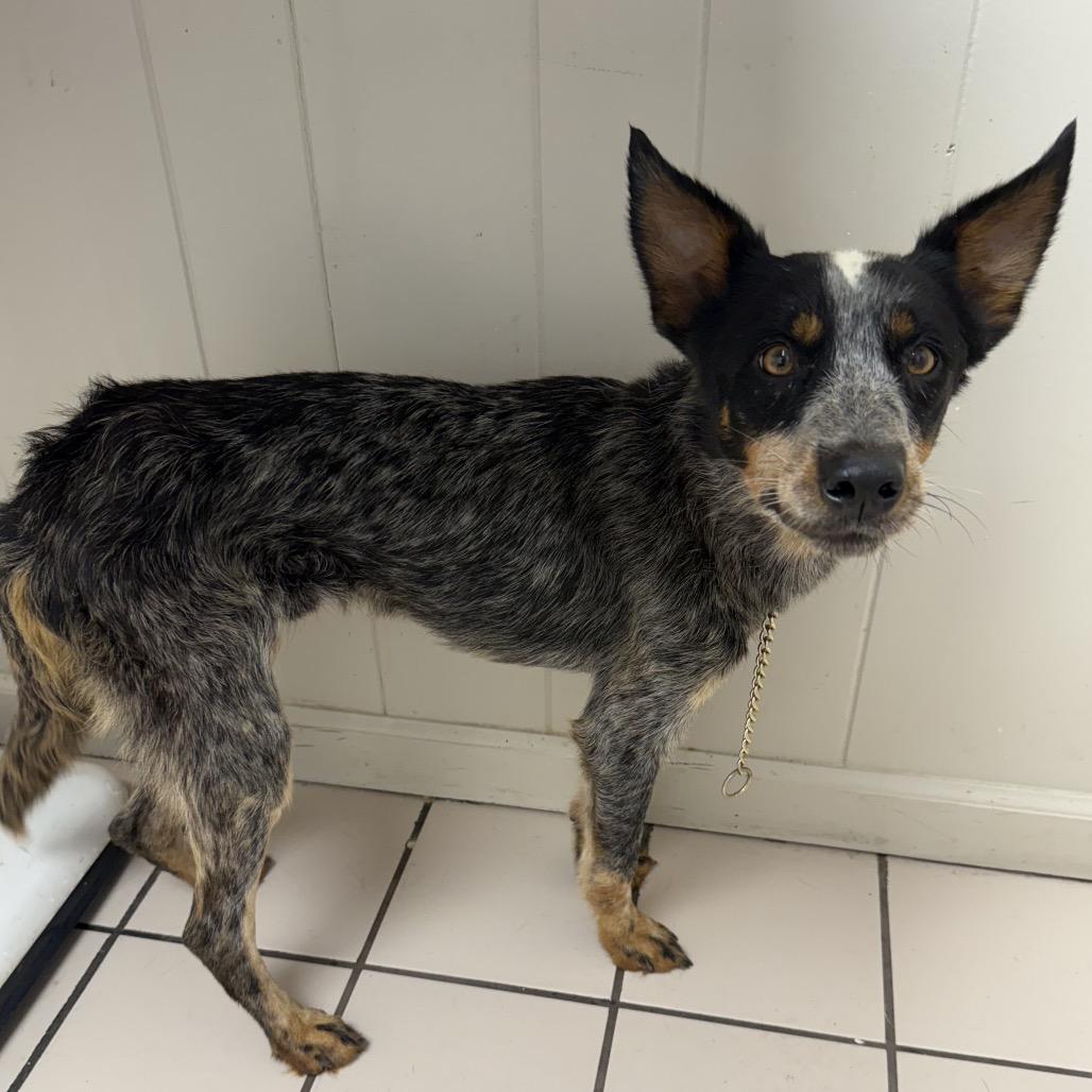 TUSC-Stray-85966 photo