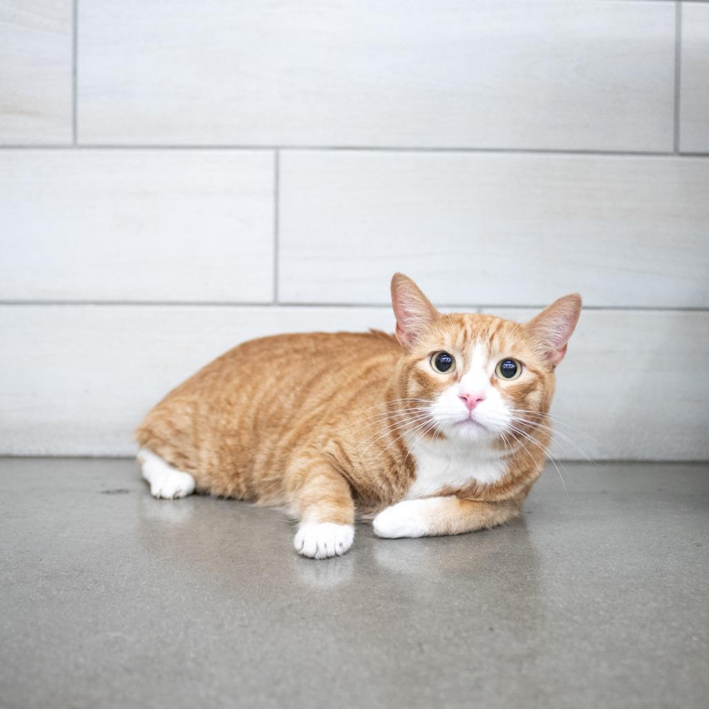 Enlarge Garlic Butter, a Adoptable Domestic Short Hair in West Jordan, UT image 1/1