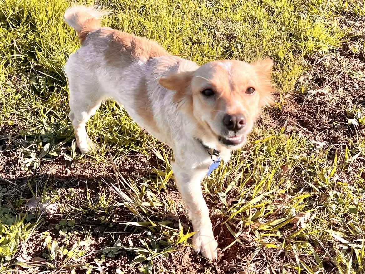 Enlarge Daisy!, a ADOPTABLE mixed breed in Roseville, CA image 2/6