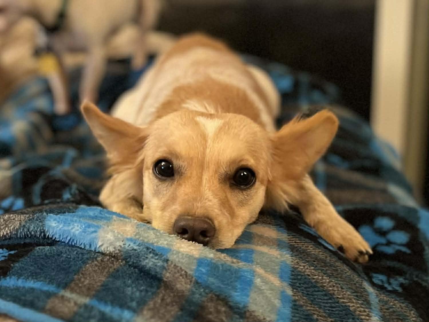 Enlarge Daisy!, a ADOPTABLE mixed breed in Roseville, CA image 3/6