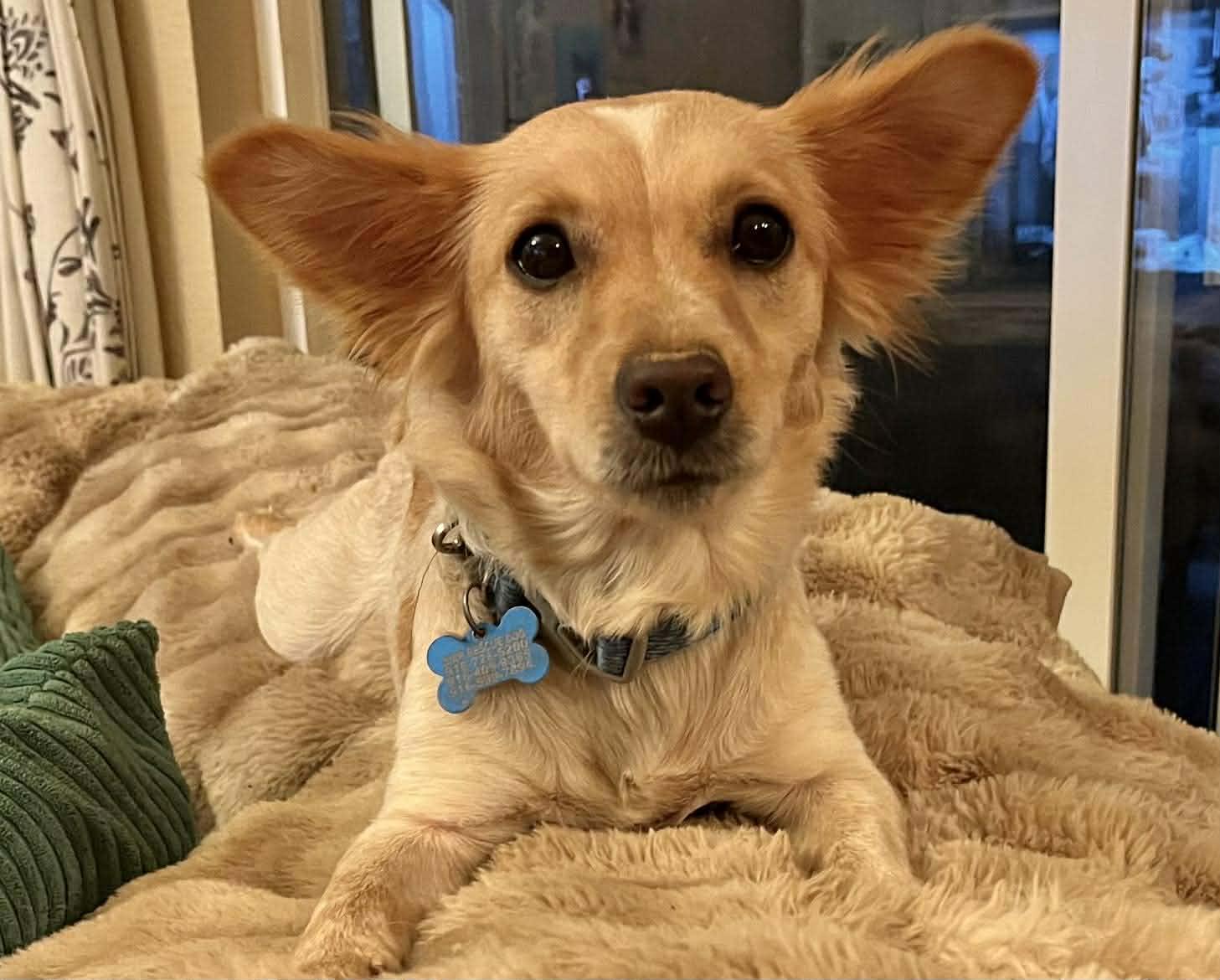 Enlarge Daisy!, a ADOPTABLE mixed breed in Roseville, CA image 6/6