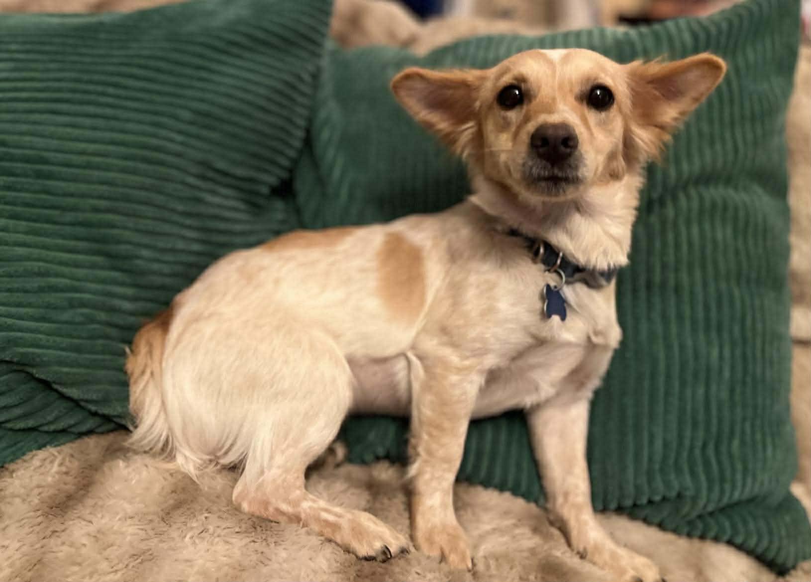 Enlarge Daisy!, a ADOPTABLE mixed breed in Roseville, CA image 5/6