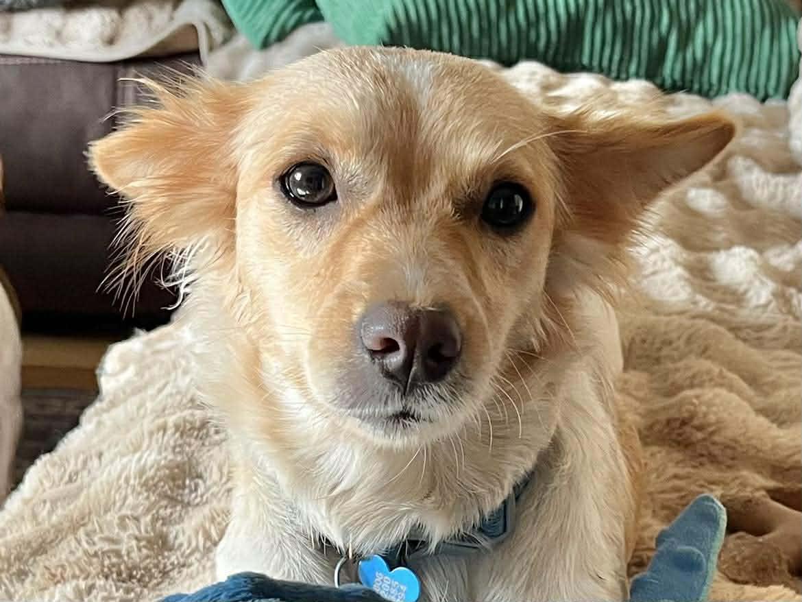 Enlarge Daisy!, a ADOPTABLE mixed breed in Roseville, CA image 1/6