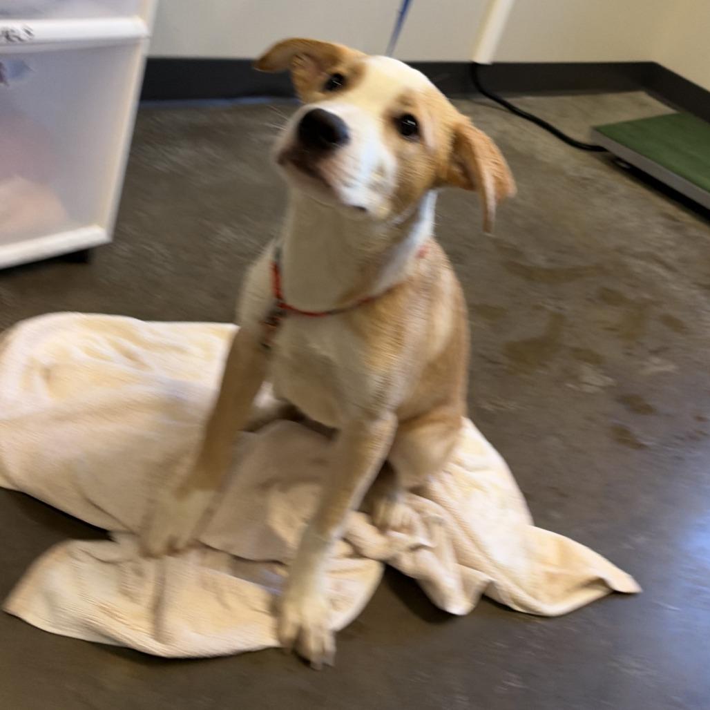 Sugar, Adoptable, Puppy Female American Staffordshire Terrier.