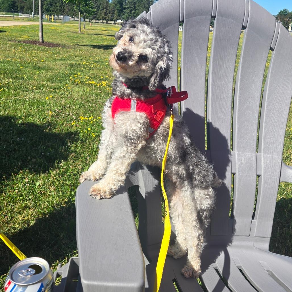 Enlarge Rosie, a Adoptable Miniature Poodle in Rochester, MN image 1/6