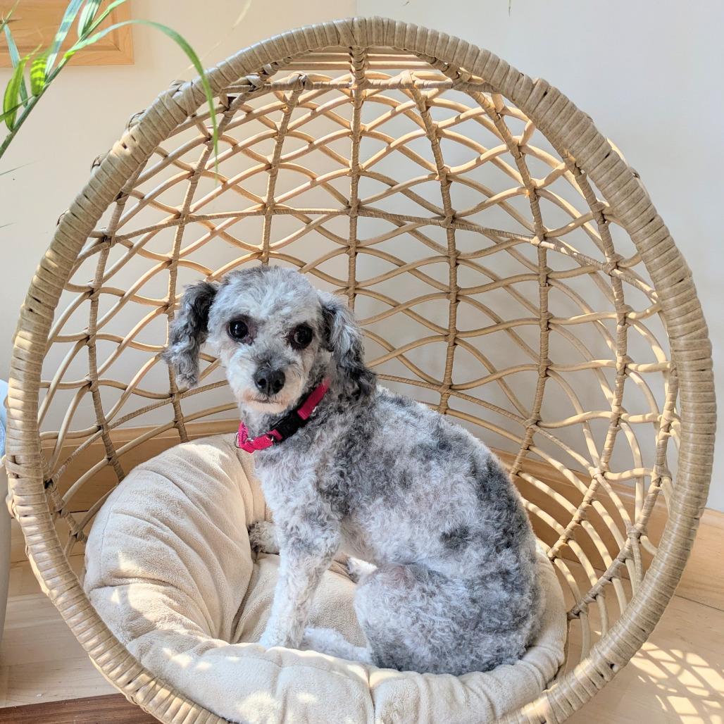 Enlarge Rosie, a Adoptable Miniature Poodle in Rochester, MN image 2/6