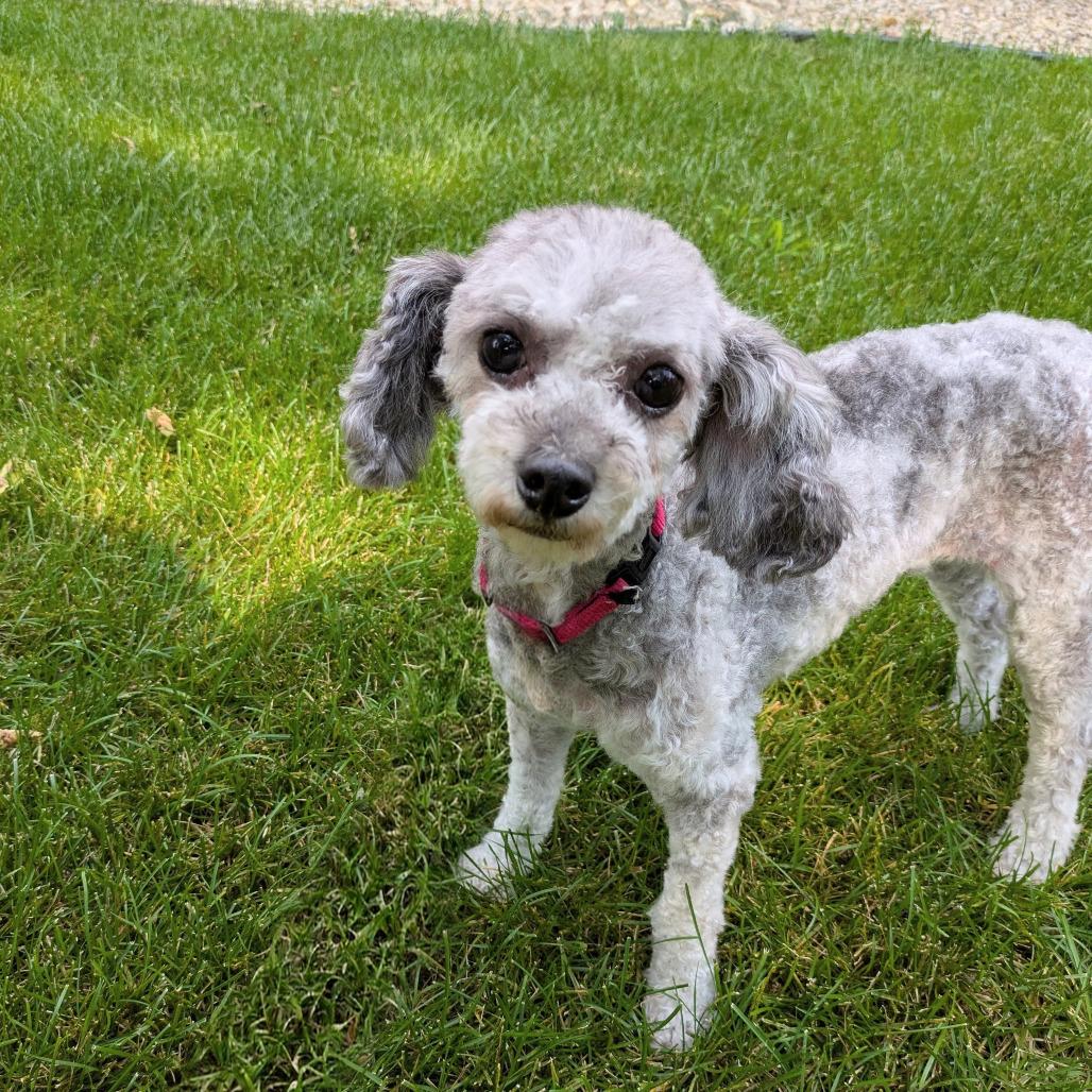Enlarge Rosie, a Adoptable Miniature Poodle in Rochester, MN image 3/6