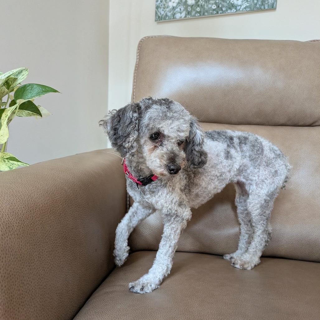 Enlarge Rosie, a Adoptable Miniature Poodle in Rochester, MN image 4/6
