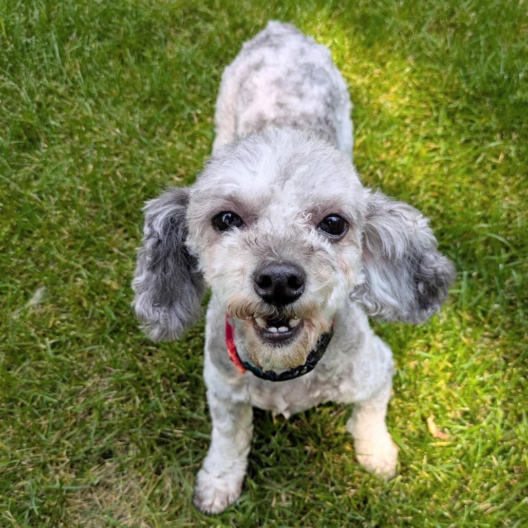Enlarge Rosie, a Adoptable Miniature Poodle in Rochester, MN image 5/6