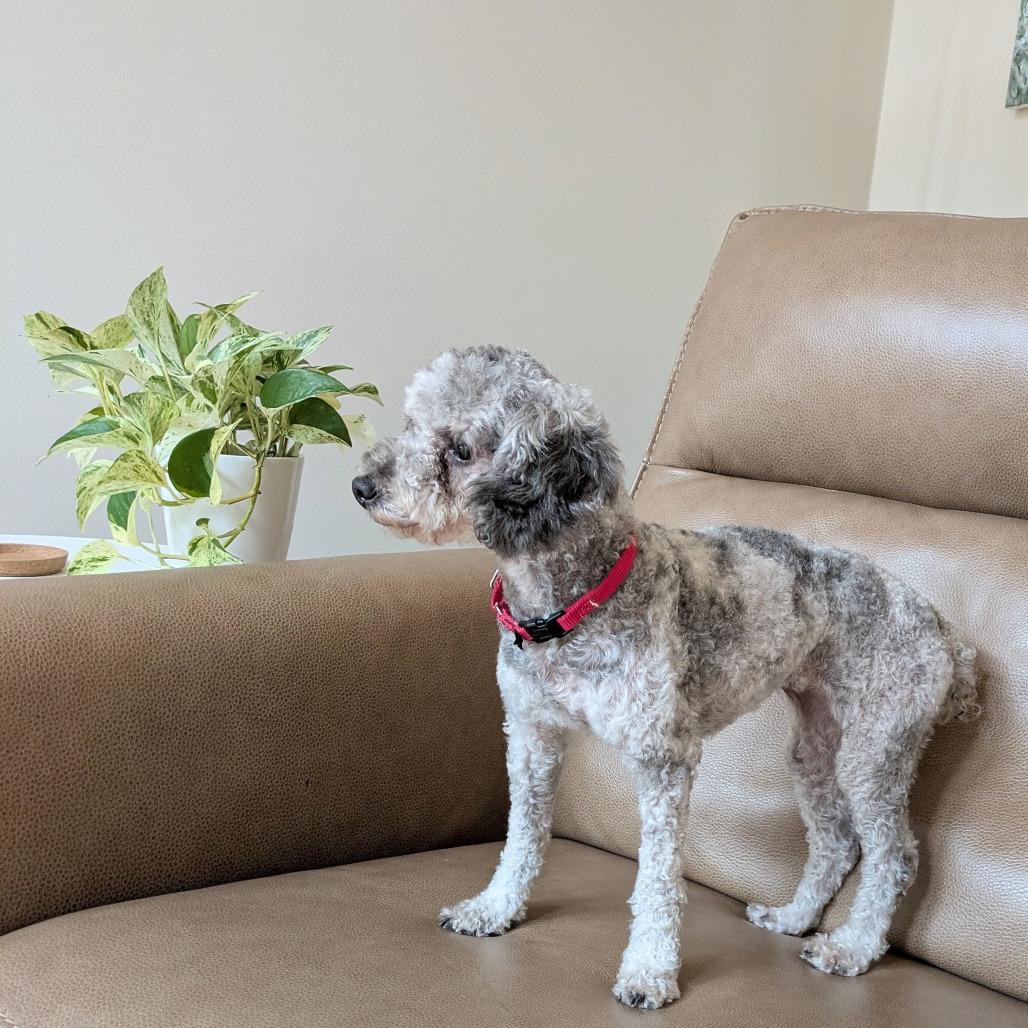 Enlarge Rosie, a Adoptable Miniature Poodle in Rochester, MN image 6/6