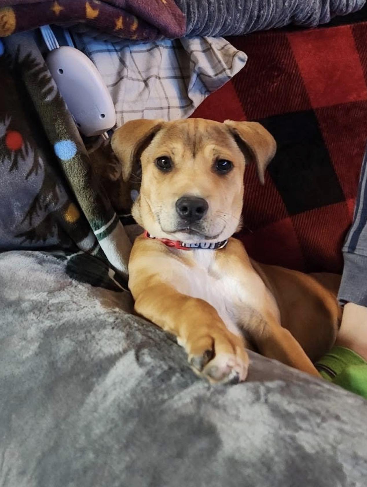 Mocha, ADOPTABLE, Puppy Female Terrier.