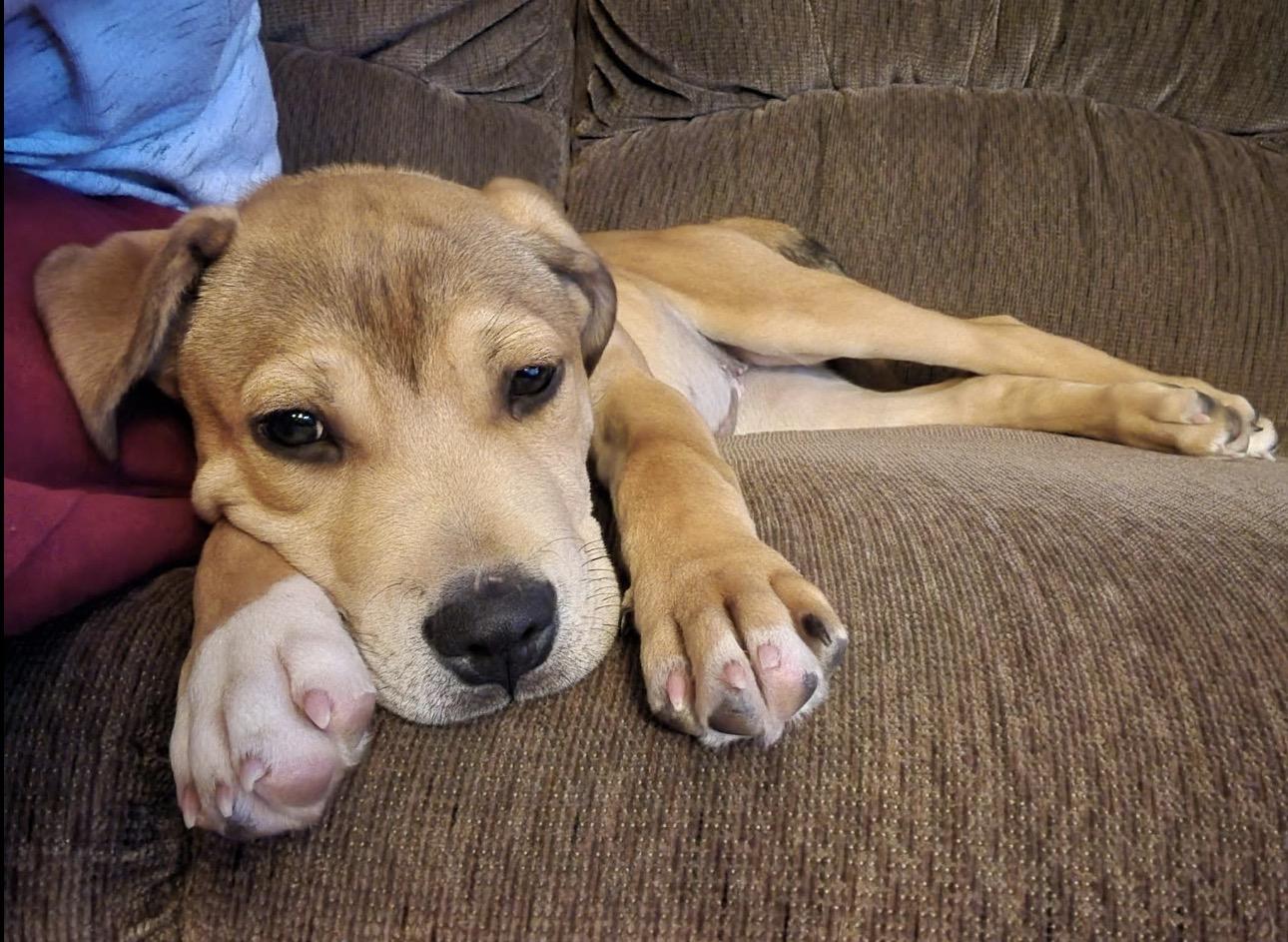 Enlarge Mocha, a ADOPTABLE mixed breed in Kutztown, PA image 4/4