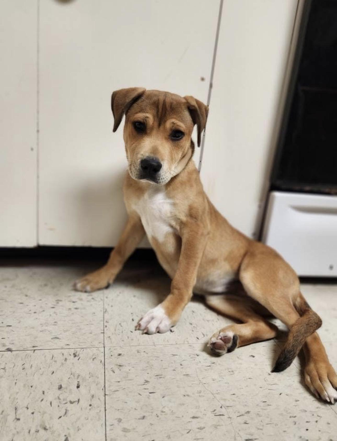 Enlarge Mocha, a ADOPTABLE mixed breed in Kutztown, PA image 2/4