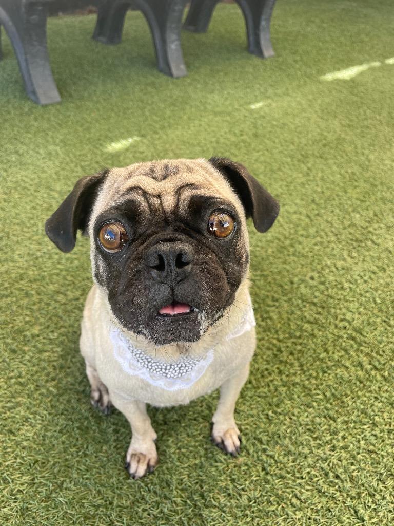 Cantaloupe, Adoptable, Adult Female Pug.
