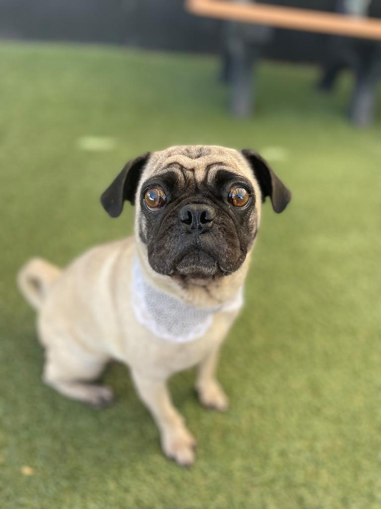 Enlarge Cantaloupe, a Adoptable Pug in Gardena, CA image 2/5