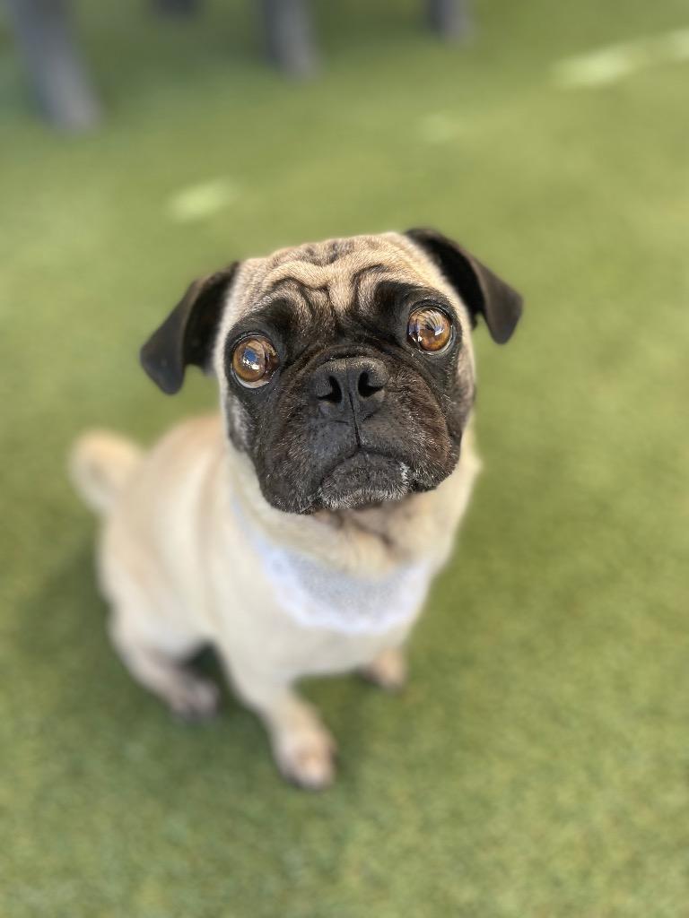 Enlarge Cantaloupe, a Adoptable Pug in Gardena, CA image 3/5