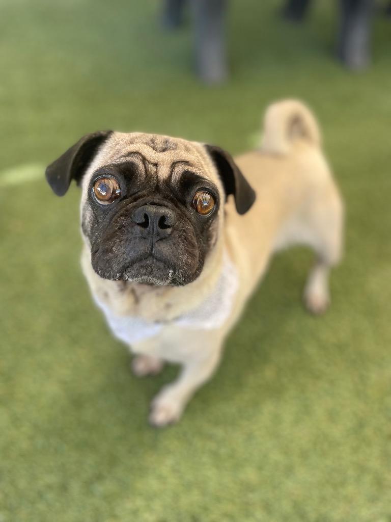 Enlarge Cantaloupe, a Adoptable Pug in Gardena, CA image 4/5
