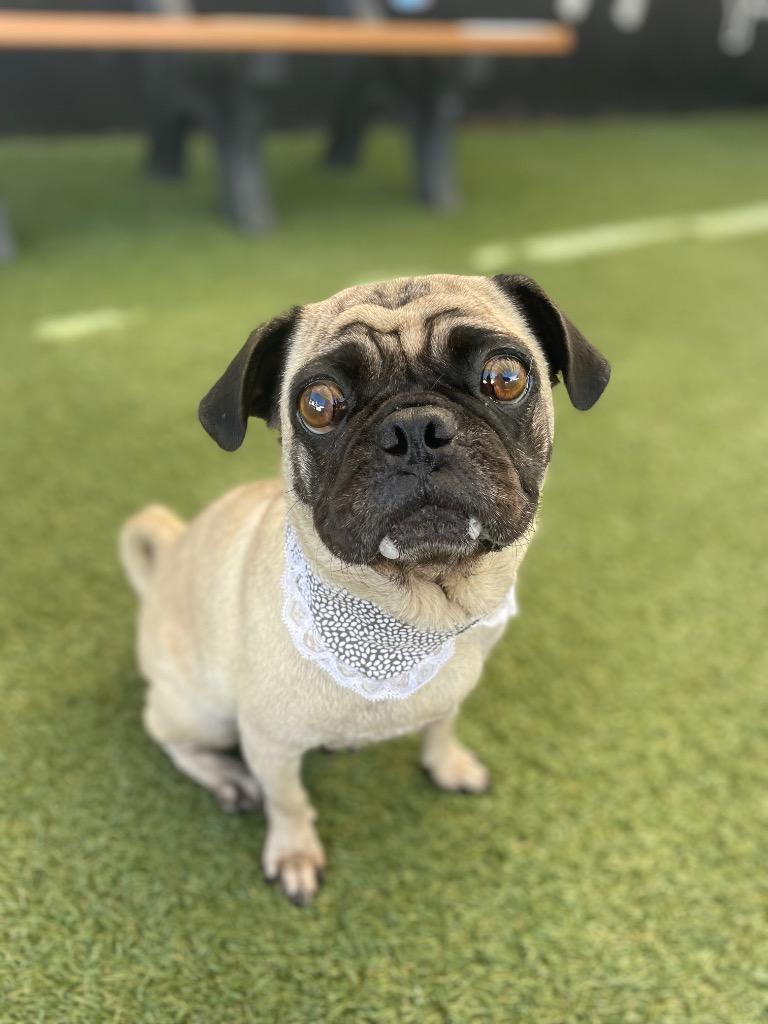 Enlarge Cantaloupe, a Adoptable Pug in Gardena, CA image 5/5