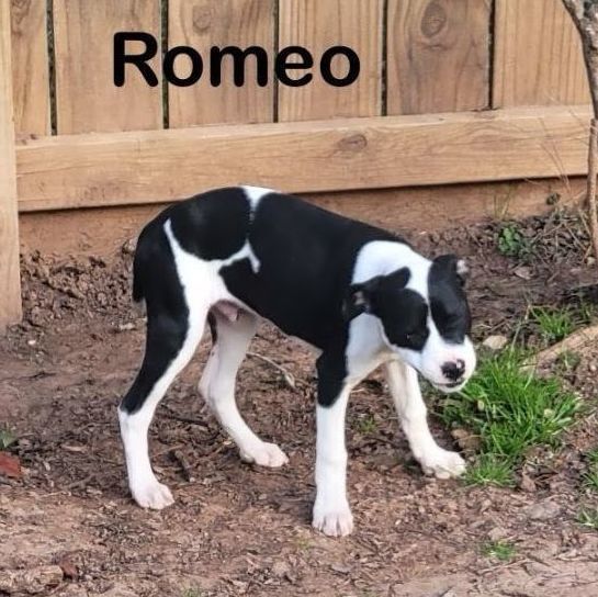 Dog for adoption Romeo, a Hound & Staffordshire Bull Terrier Mix in Portland, OR Petfinder Dog for adoption Romeo, a Hound & Staffordshire Bull Terrier Mix in Portland, OR Petfinder
