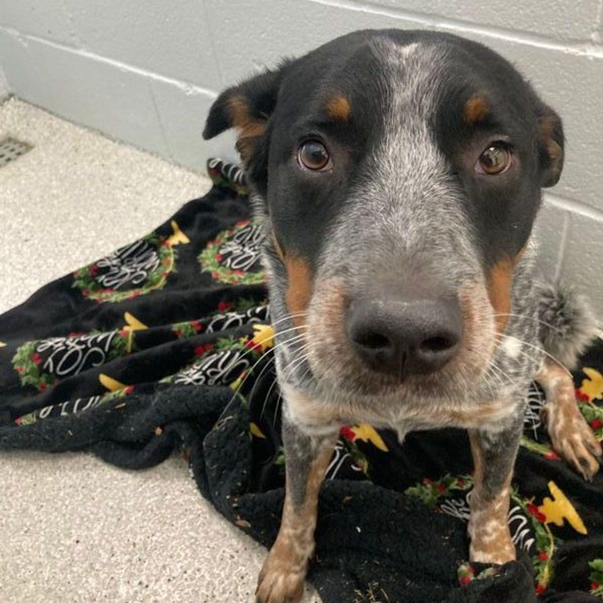 Spots, Adoptable, Adult Male Australian Cattle Dog / Blue Heeler.