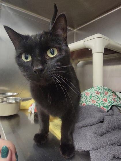 Enlarge Nova, a Adoptable mixed breed in Elmira, NY image 1/1