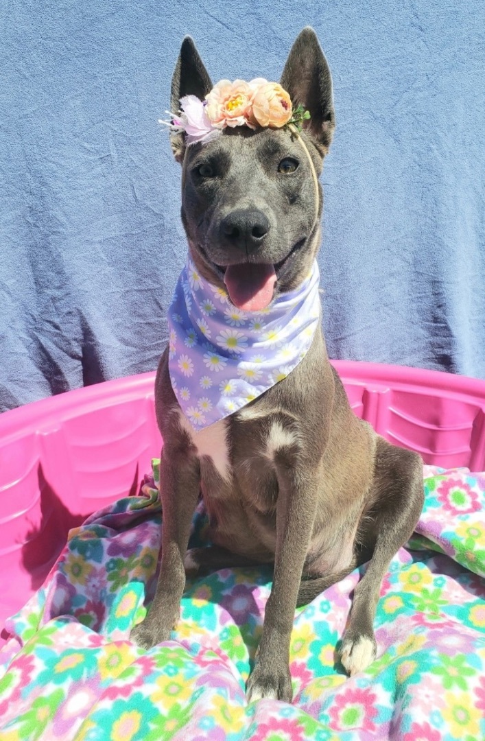 Juliann- Be paid to Foster, a Adoptable mixed breed in Cerritos, CA image 1/2