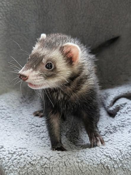 Enlarge Astrid, Noodle, and Trash Panda, a Adoptable Ferret in Cleveland, OH image 1/3