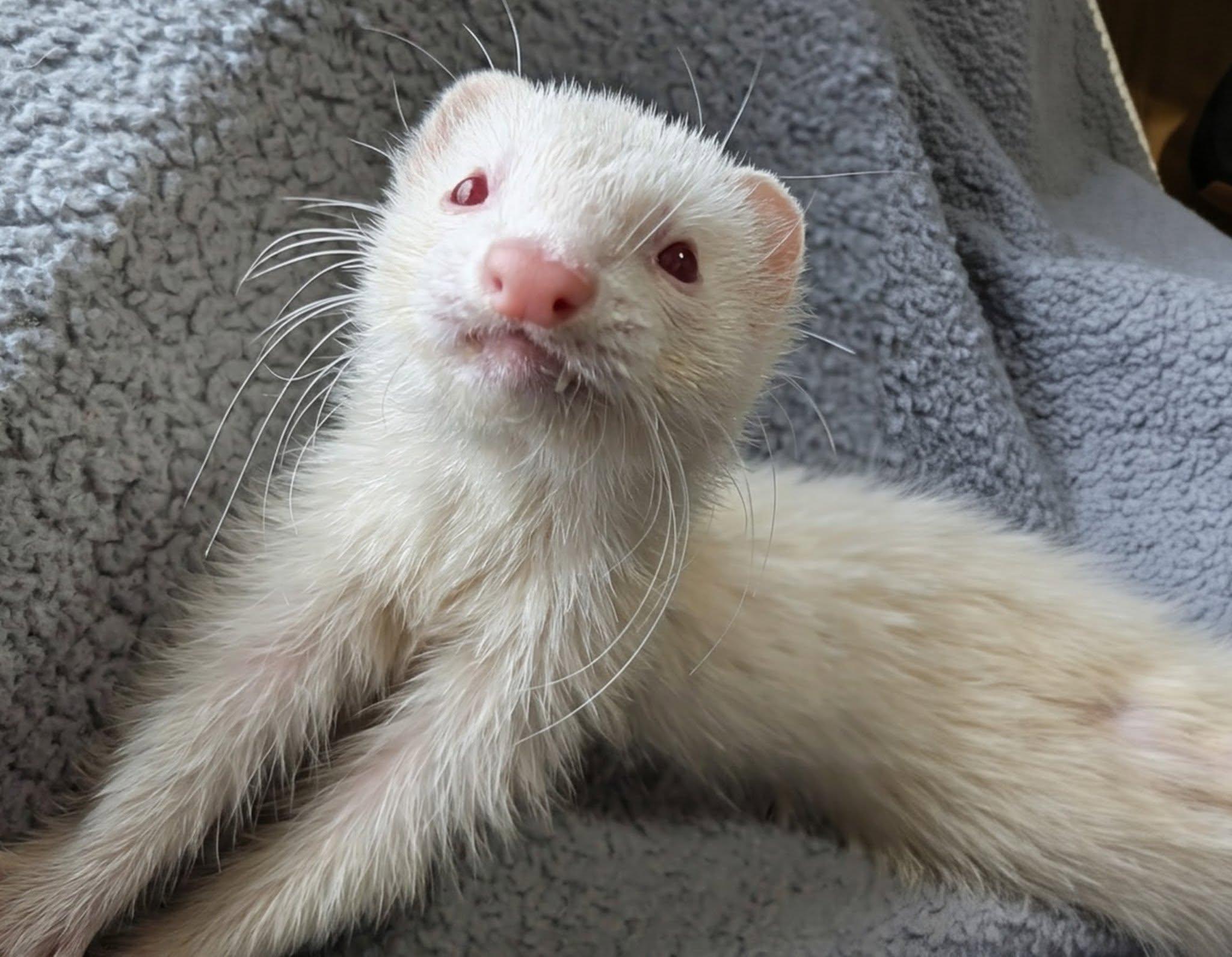 Enlarge Astrid, Noodle, and Trash Panda, a Adoptable Ferret in Cleveland, OH image 2/3