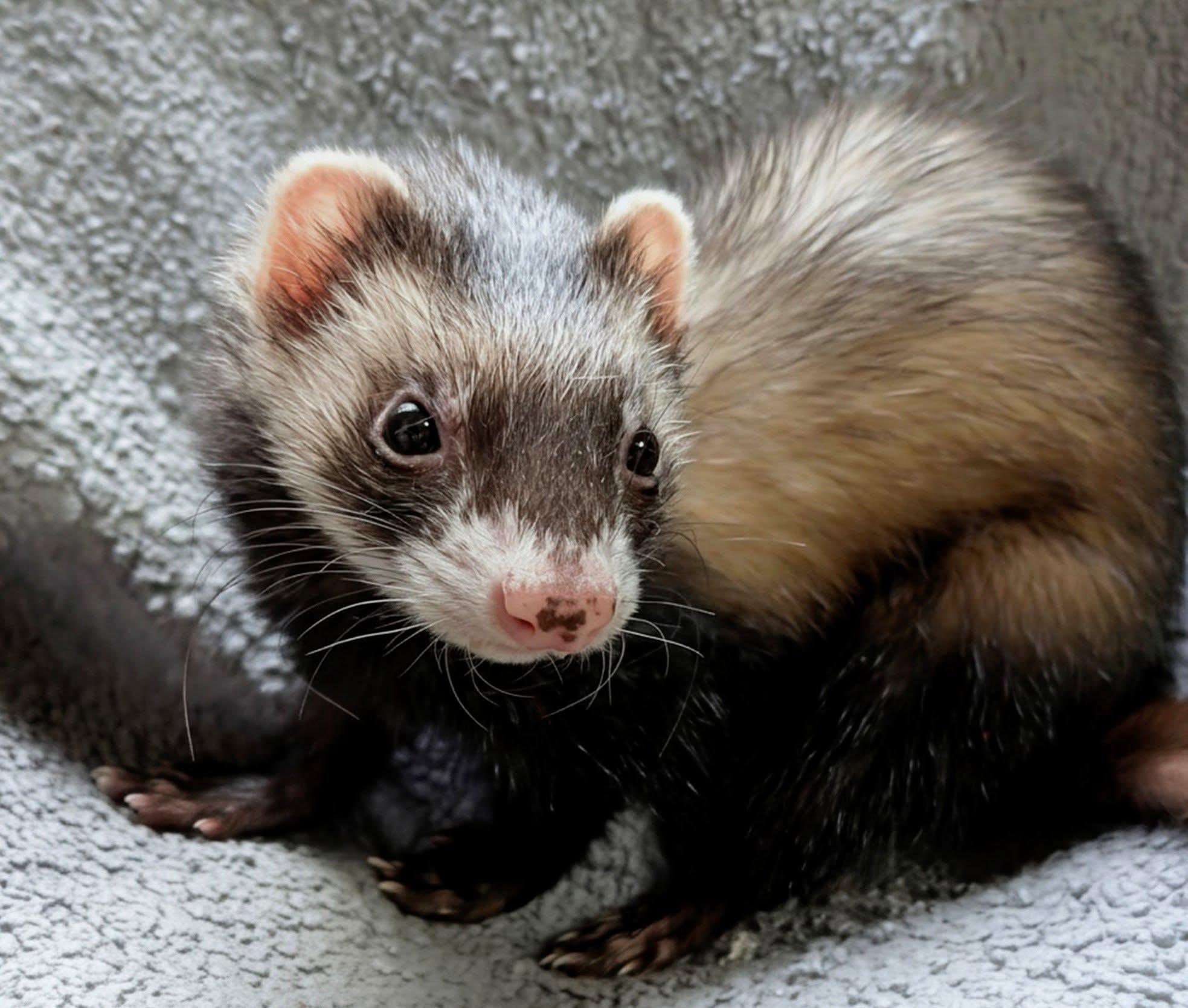 Enlarge Astrid, Noodle, and Trash Panda, a Adoptable Ferret in Cleveland, OH image 3/3
