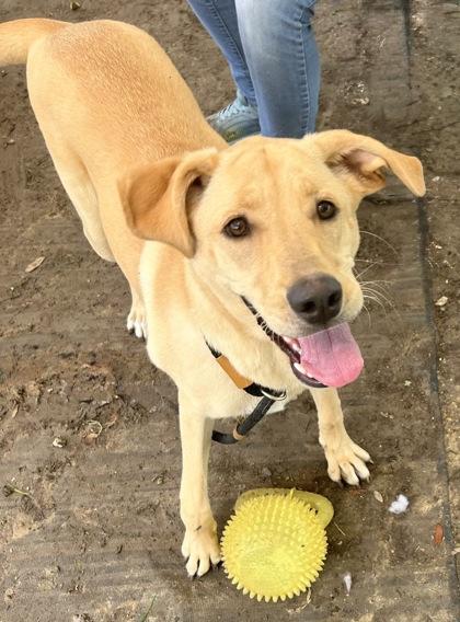 Enlarge Moana, an adopted Mixed Breed in Georgetown, TX image 3/3