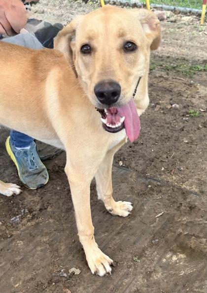 Enlarge Moana, an adopted Mixed Breed in Georgetown, TX image 2/3