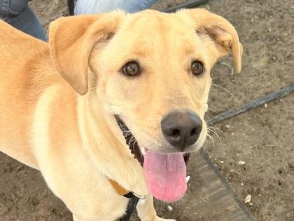 Enlarge Moana, an adopted Mixed Breed in Georgetown, TX image 1/3