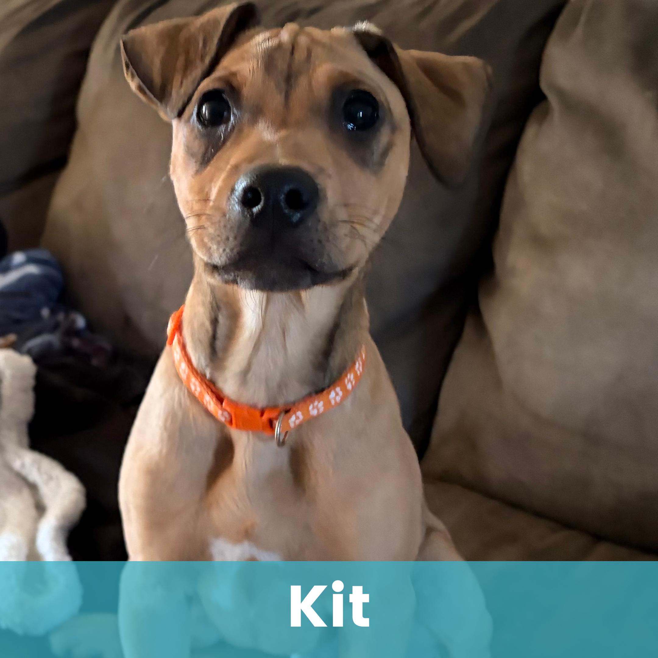 Kit, ADOPTABLE, Puppy Male Mixed Breed.