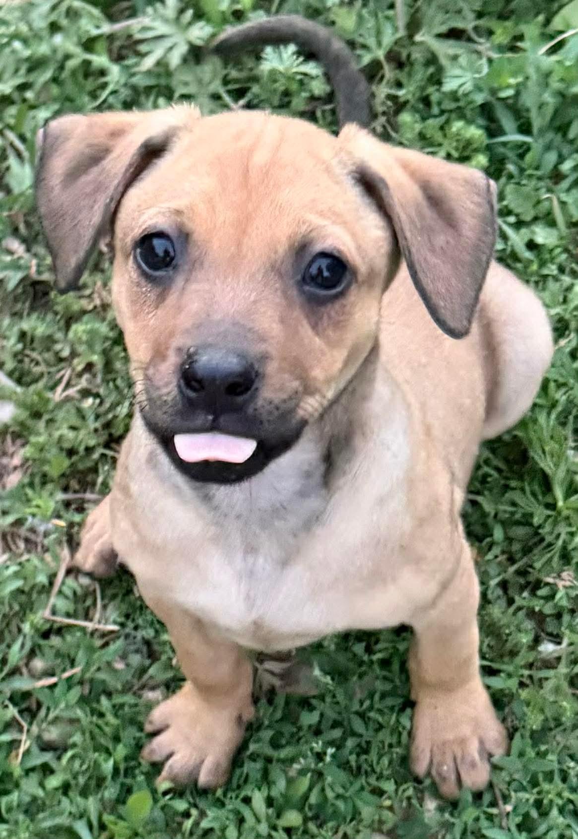 Kit, a ADOPTABLE Mixed Breed in Rochester , NY image 2/5