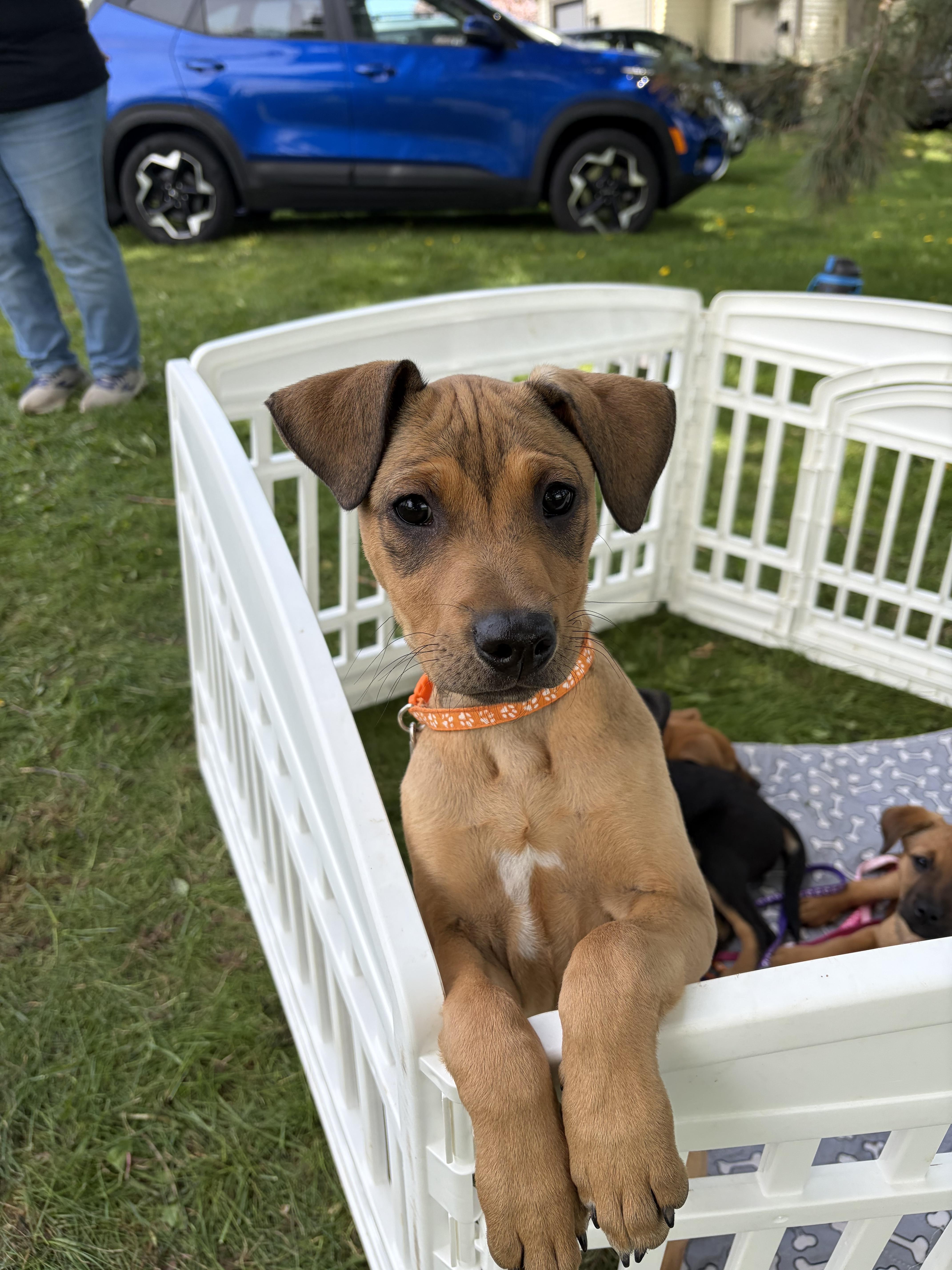 Kit, a ADOPTABLE Mixed Breed in Rochester , NY image 5/5