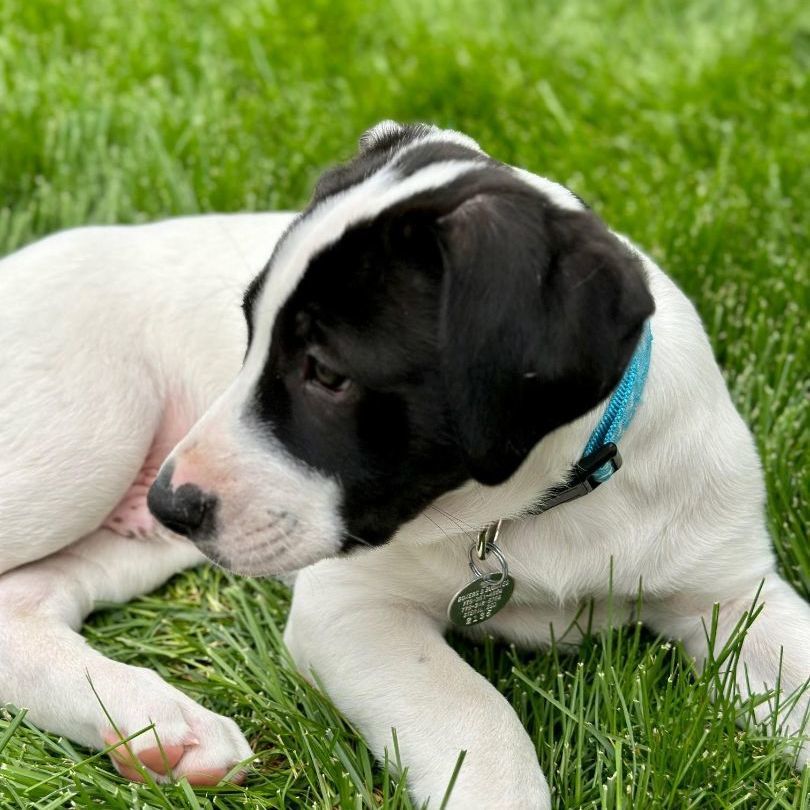 Galway, Adopted, Puppy Male American Bulldog & Australian Cattle Dog / Blue Heeler.