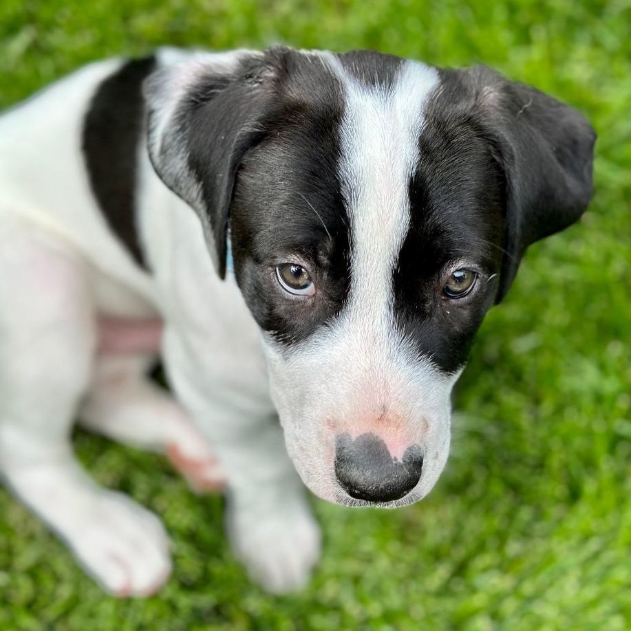 Enlarge Galway, a Adopted mixed breed in Reno, NV image 2/4