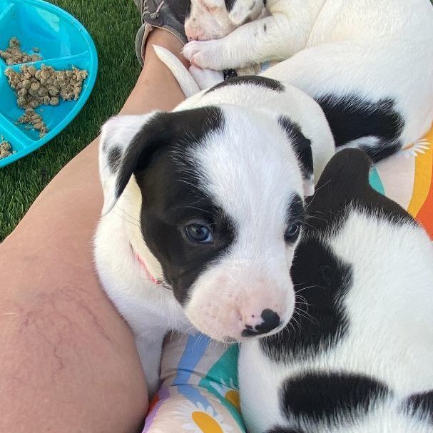 Enlarge Galway, a Adopted mixed breed in Reno, NV image 3/4