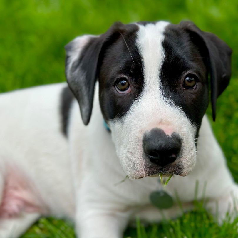 Enlarge Galway, a Adopted mixed breed in Reno, NV image 4/4