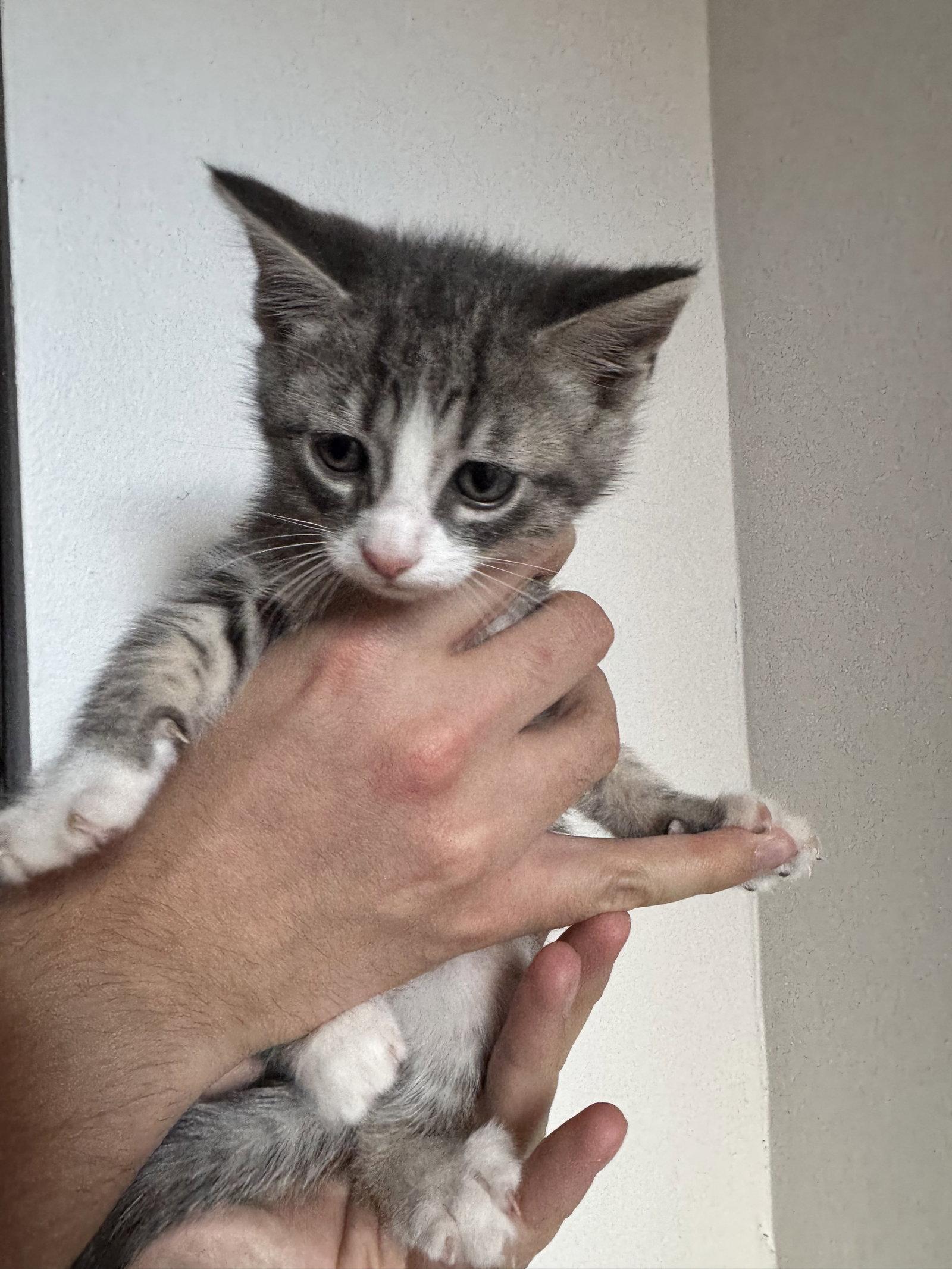Enlarge Poseidon, a Adoptable Domestic Short Hair in Reston, VA image 2/3